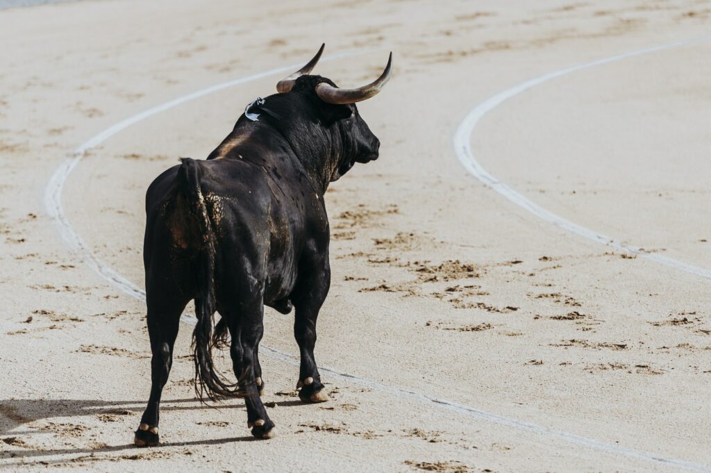 Fighting bull running in the arena. Bullring. Toro bravo